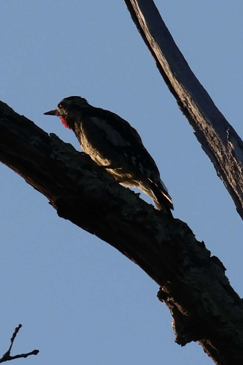 Yellow-bellied Sapsucker - ML643166529