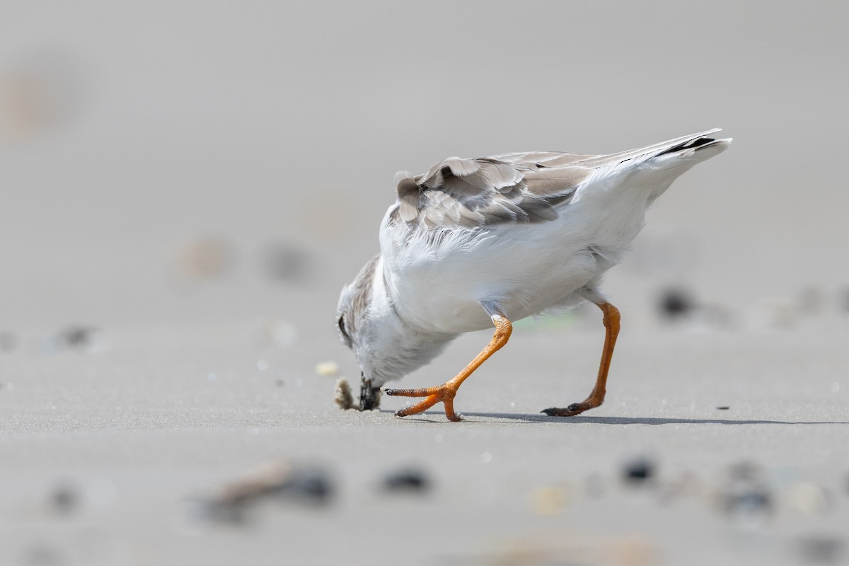 Piping Plover - ML643166531