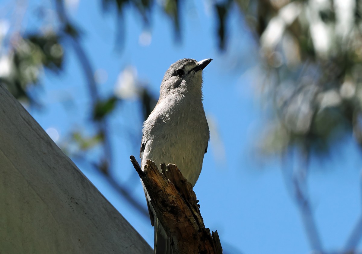 Gray Shrikethrush - ML643166535