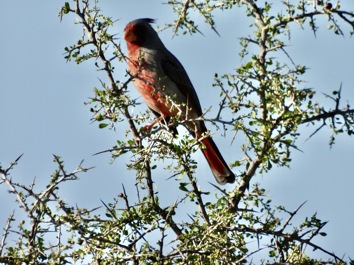 Pyrrhuloxia - ML643166547