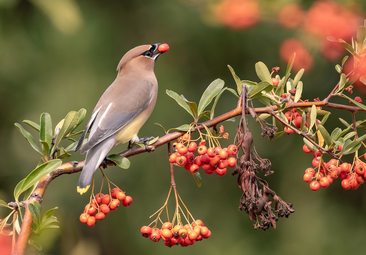 Cedar Waxwing - ML643166564