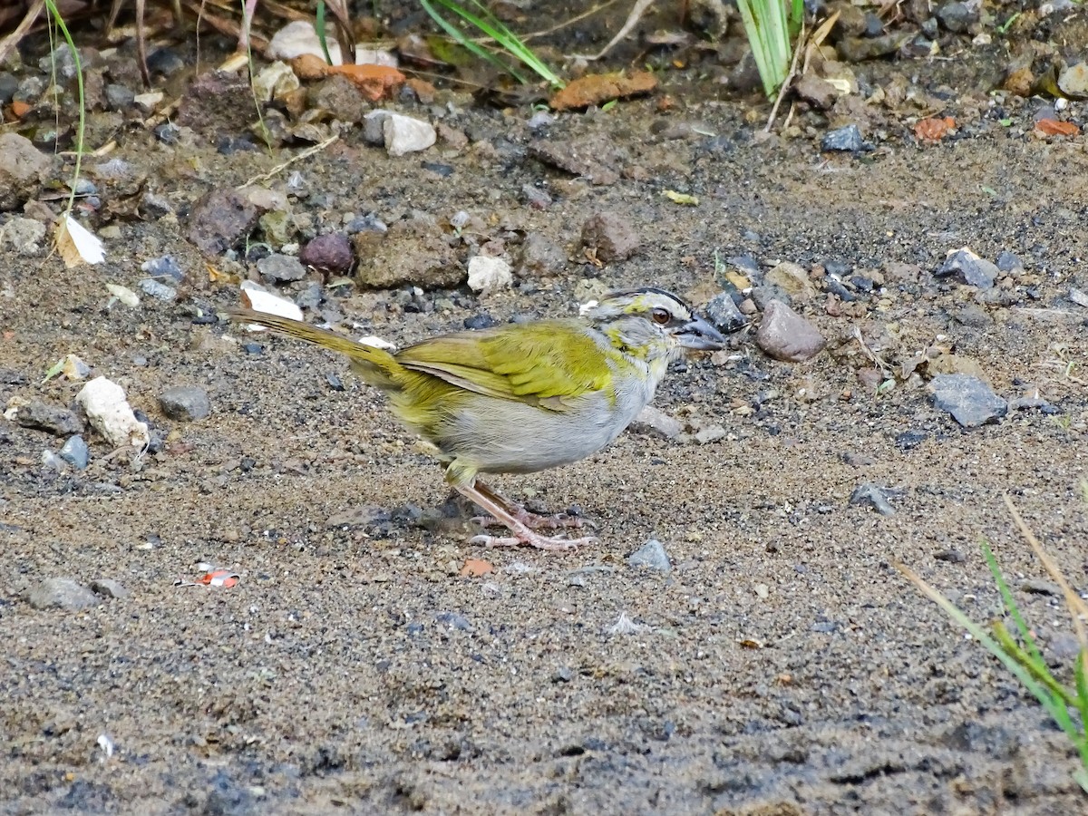 Black-striped Sparrow - ML643166567