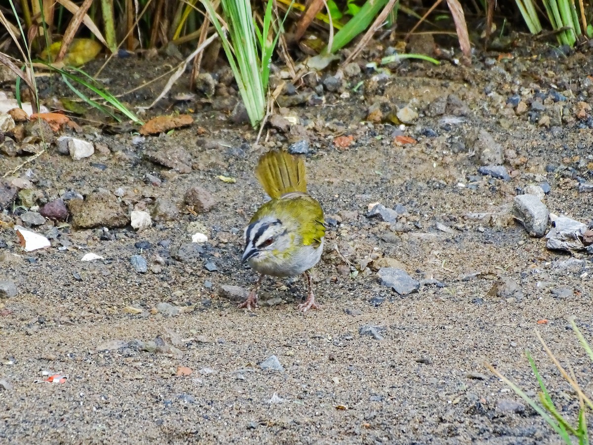 Black-striped Sparrow - ML643166568