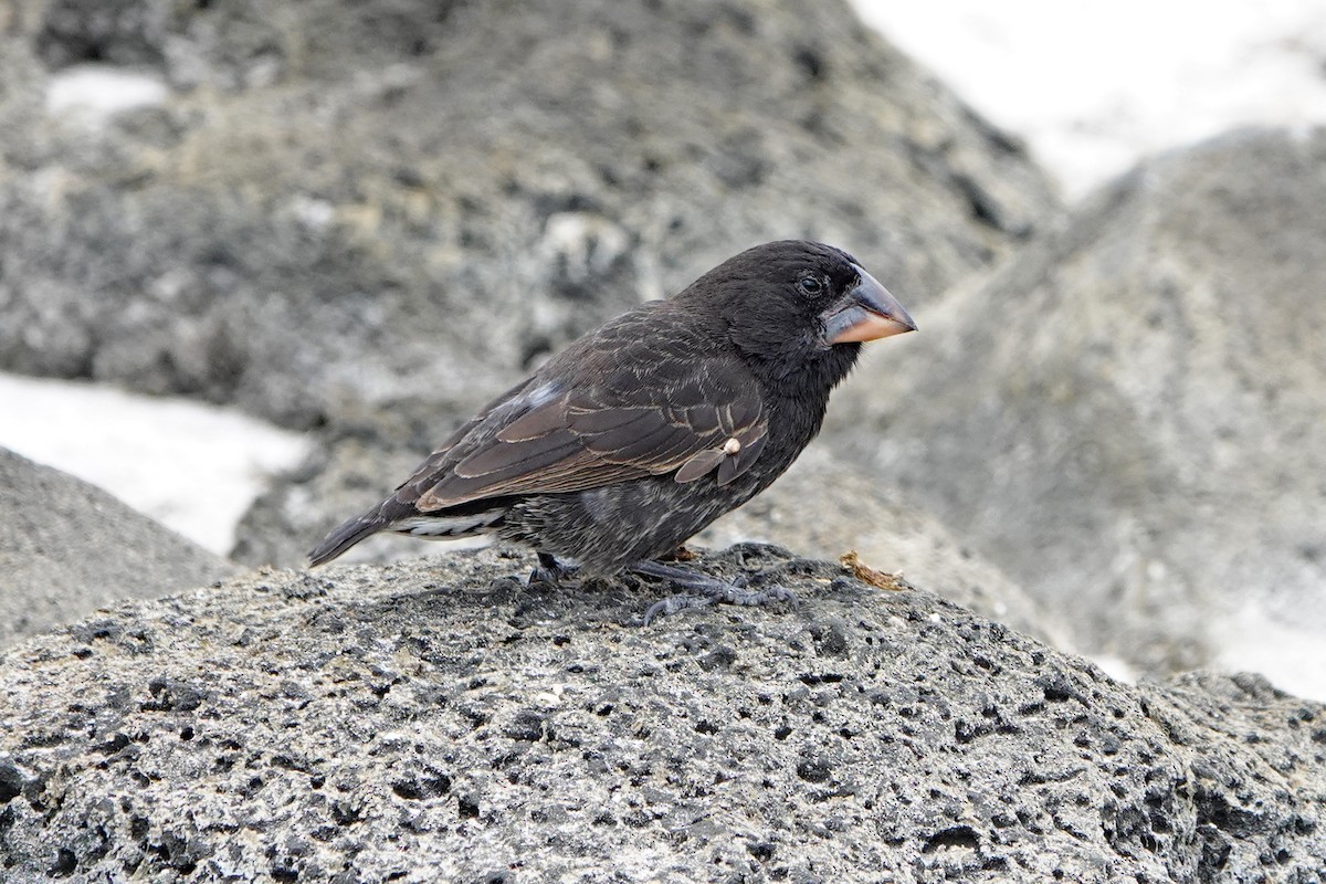 Española Ground-Finch - ML643166572