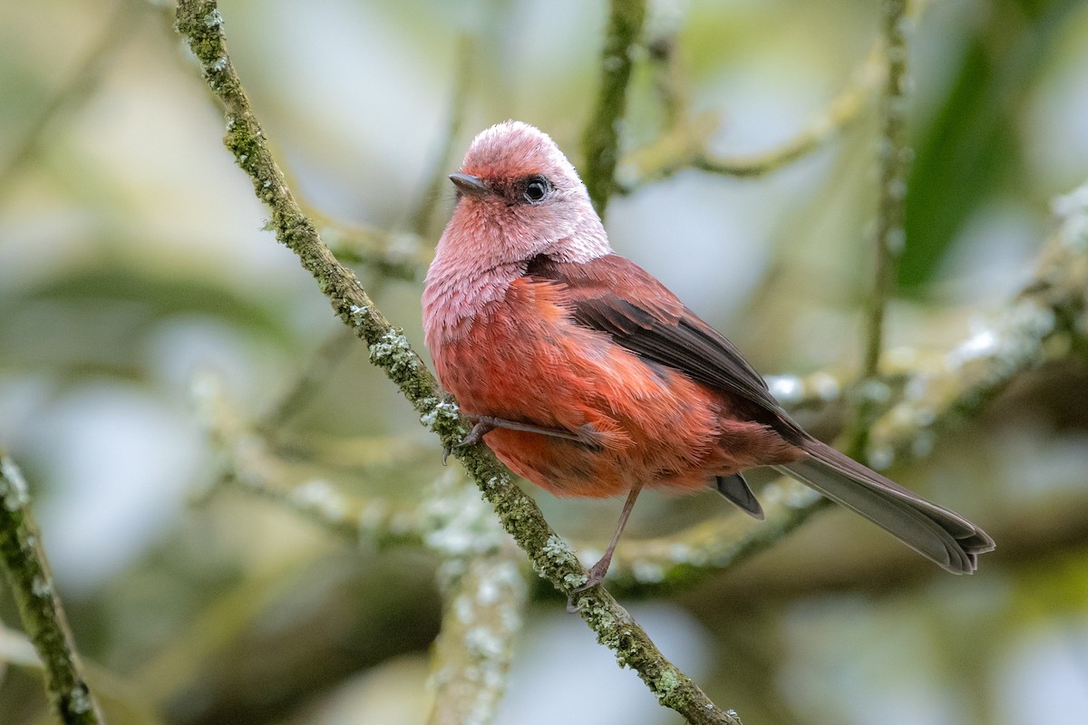 Pink-headed Warbler - ML643166583