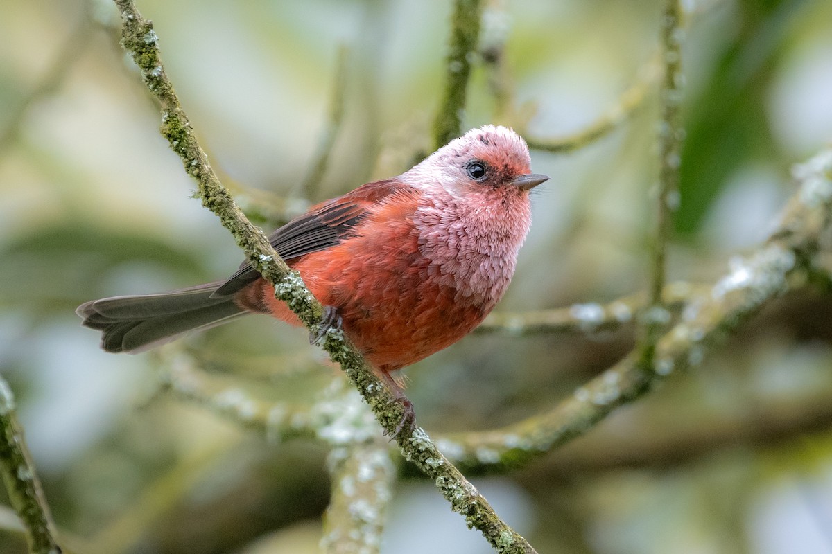 Pink-headed Warbler - ML643166584