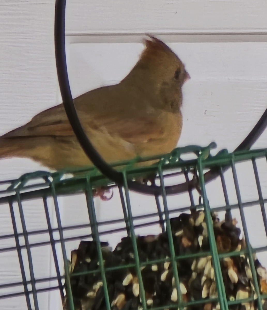 Northern Cardinal - ML643166597