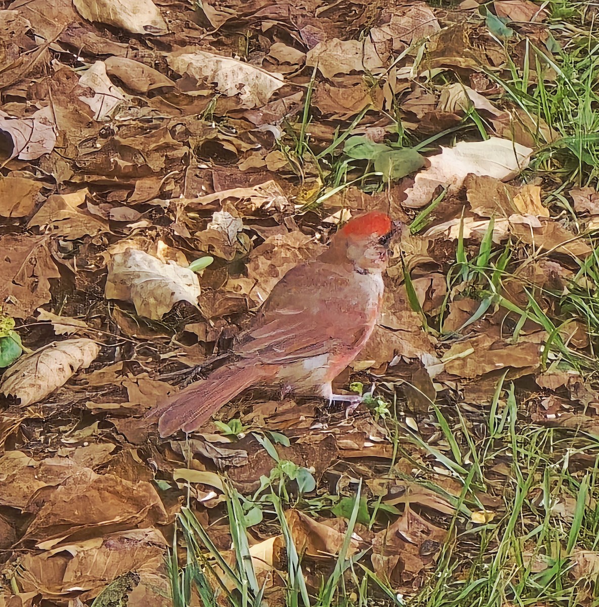 Northern Cardinal - ML643166598