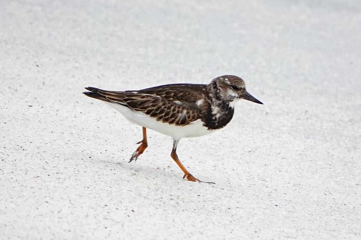 Ruddy Turnstone - ML643166602