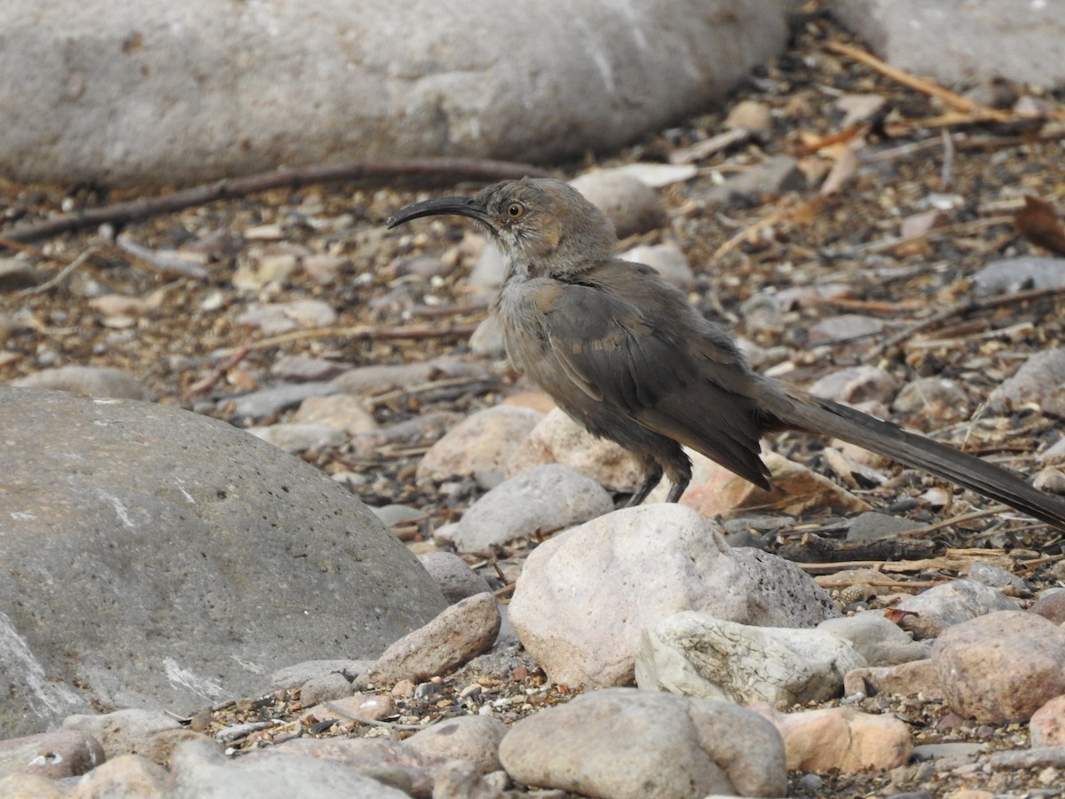 Crissal Thrasher - ML643166603
