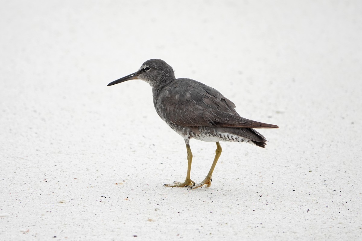 Wandering Tattler - ML643166605