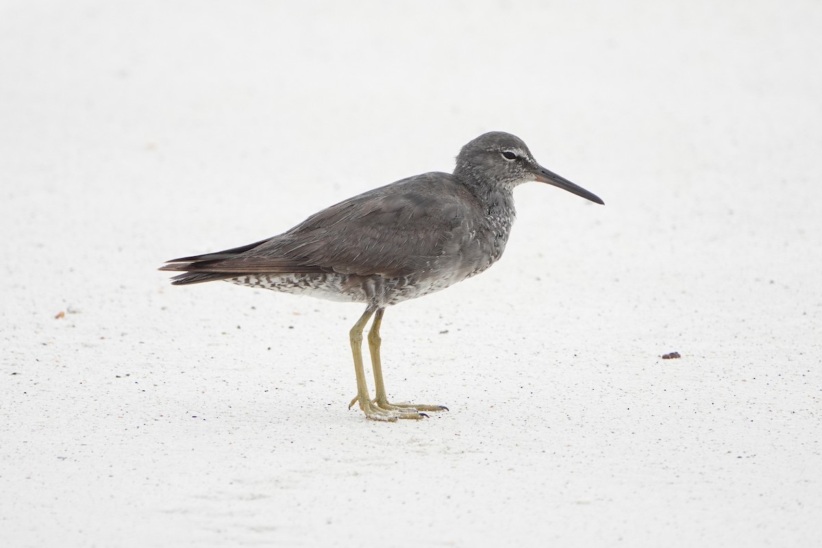 Wandering Tattler - ML643166606
