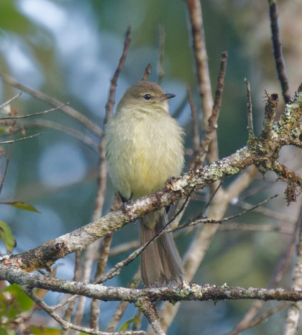 Small-headed Elaenia - ML643166621