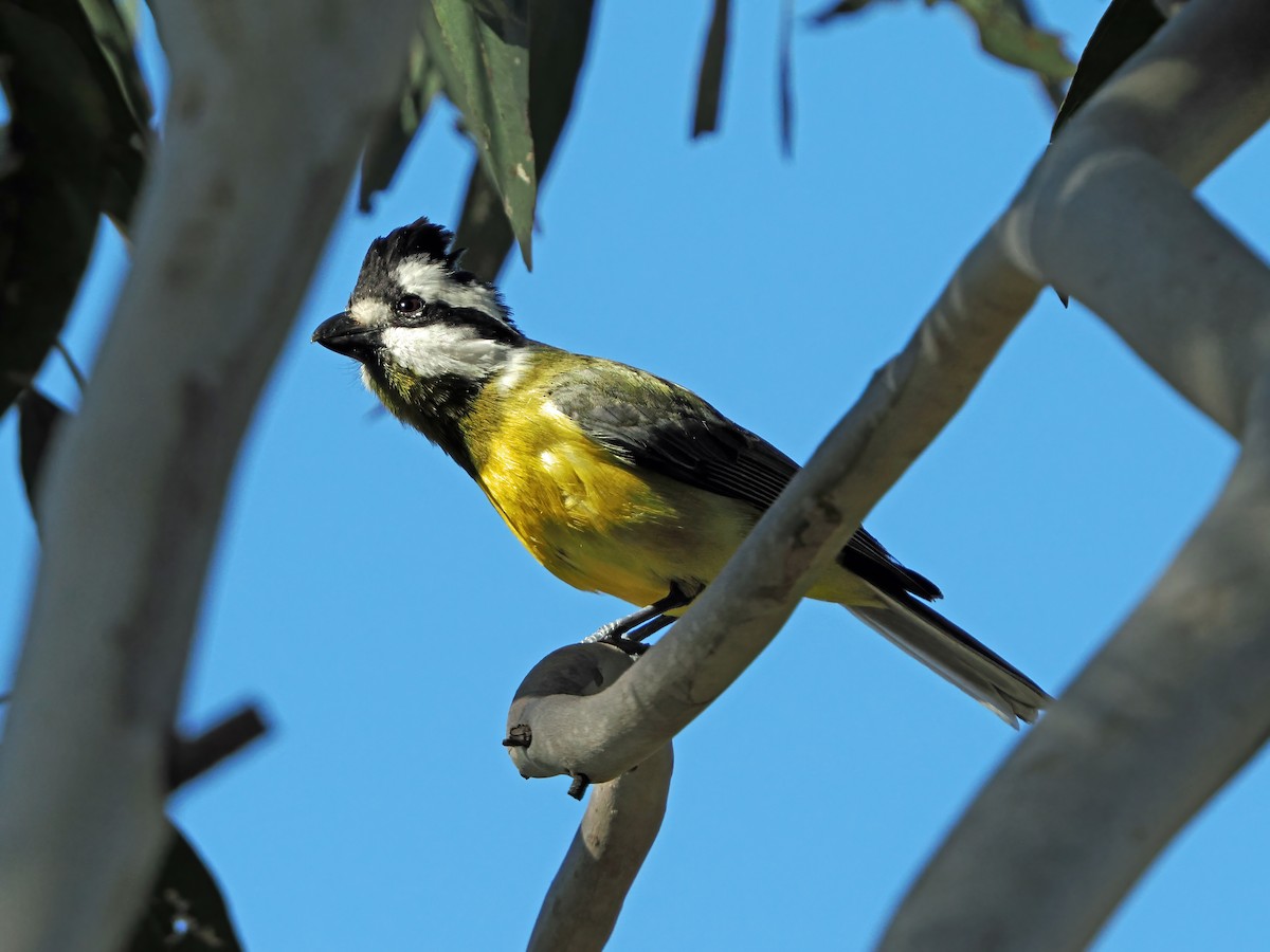 Eastern Shrike-tit - ML643166626