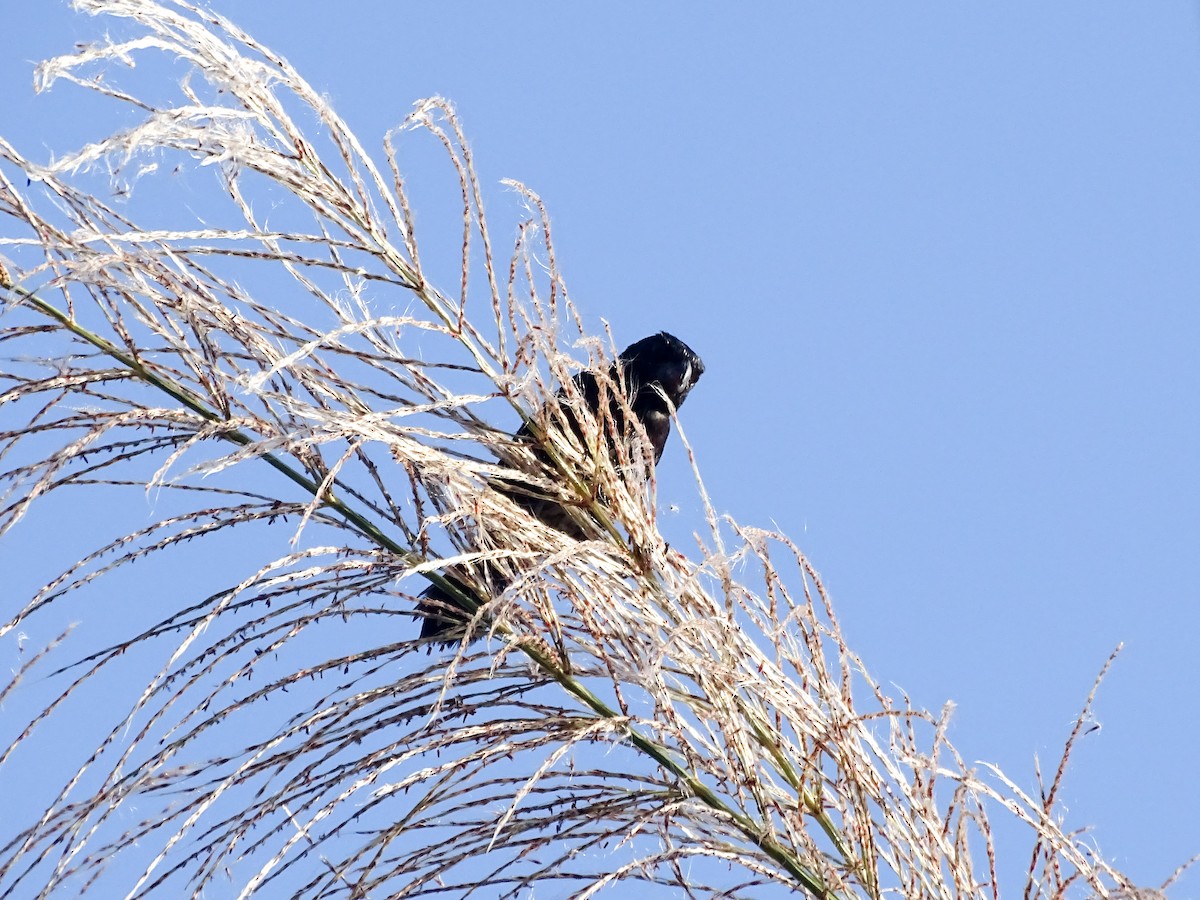 Variable Seedeater - ML643166650