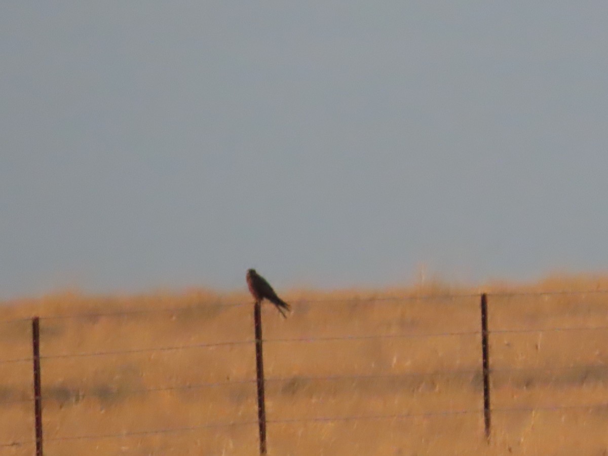 Black Falcon - ML643166664