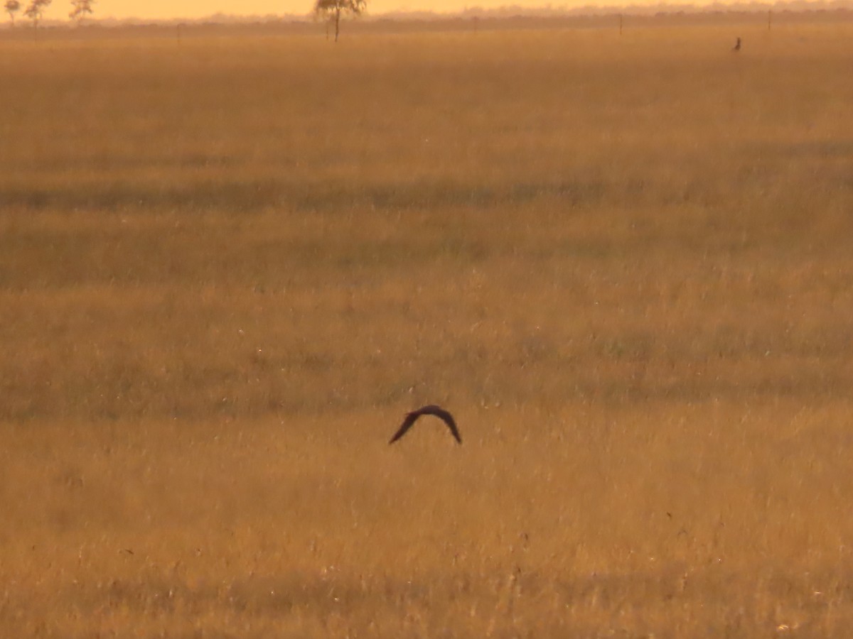 Black Falcon - ML643166665