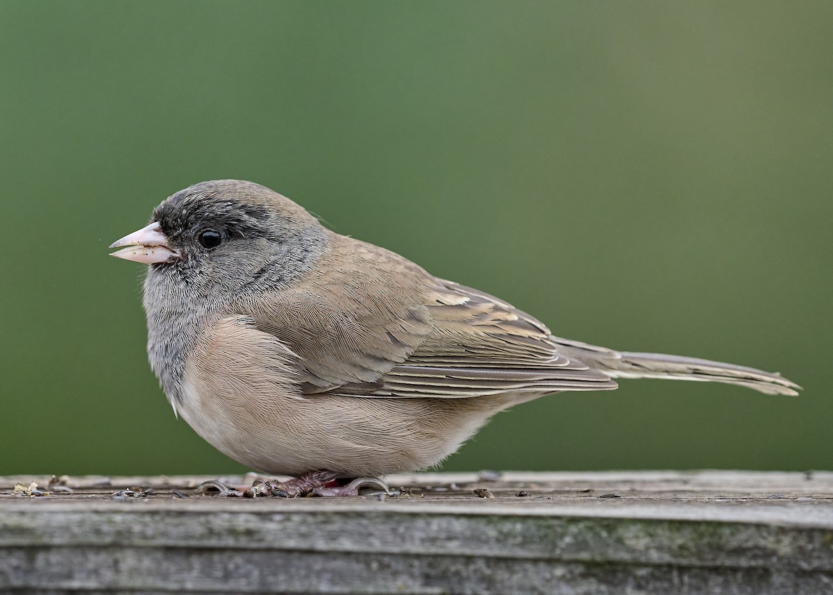 vinterjunko (oreganus gr.) - ML643166676