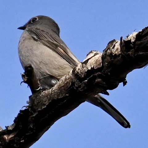 gråsolitærtrost - ML643166677