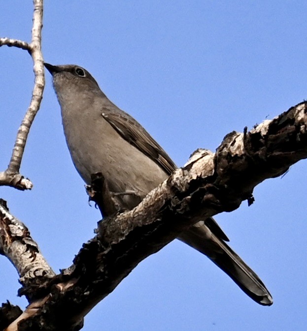 gråsolitærtrost - ML643166679