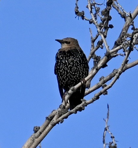 stær - ML643166696