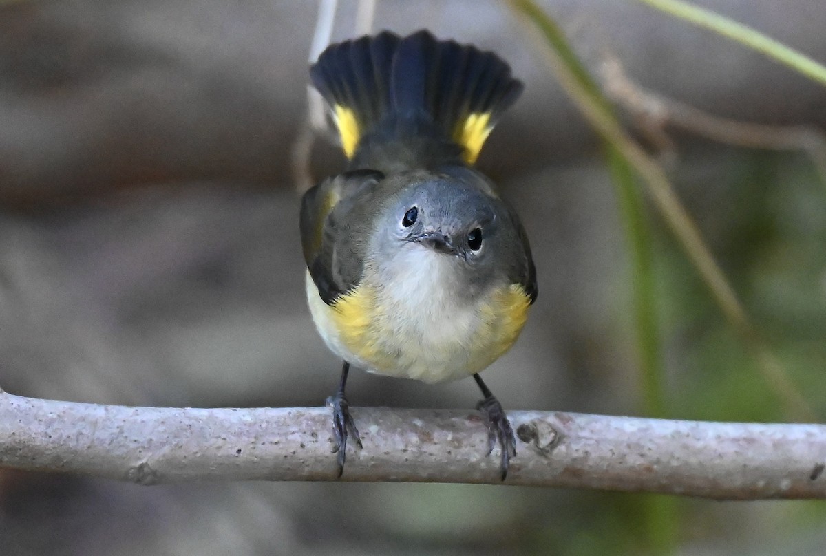 rødstjertparula - ML643166699