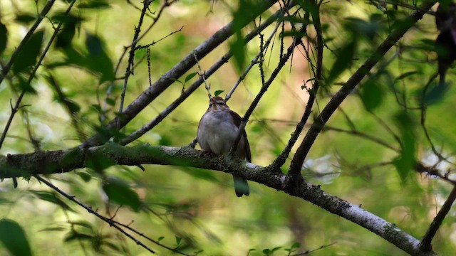 Paruline de Swainson - ML643166709