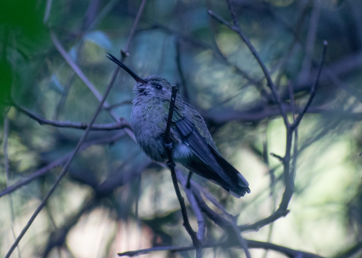 brednebbkolibri - ML643166749