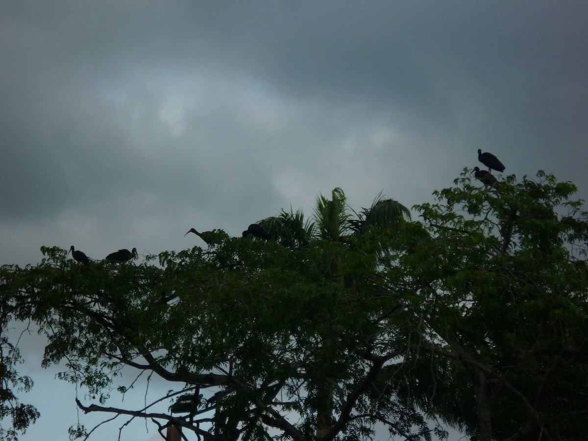 Bare-faced Ibis - ML643166765