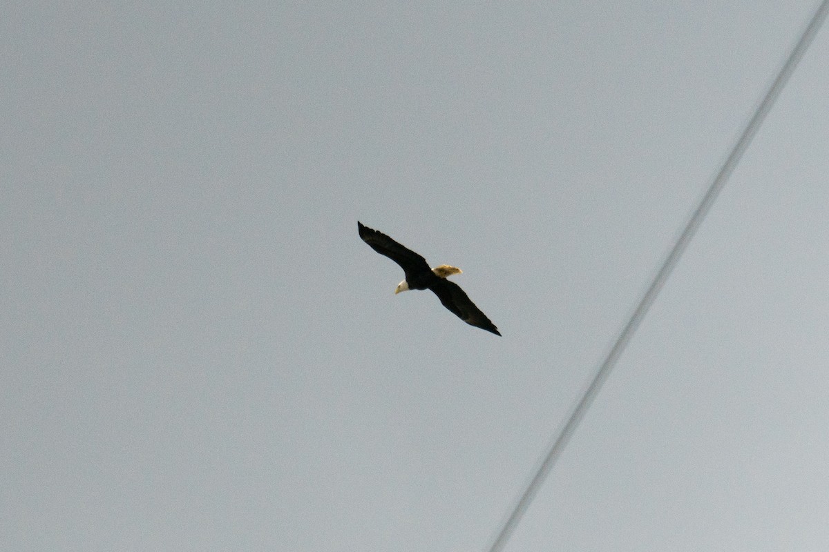Bald Eagle - ML643166788
