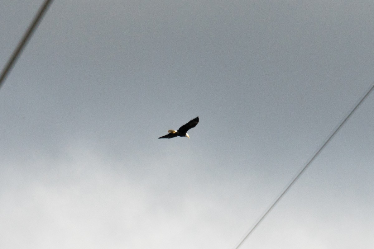 Bald Eagle - ML643166792