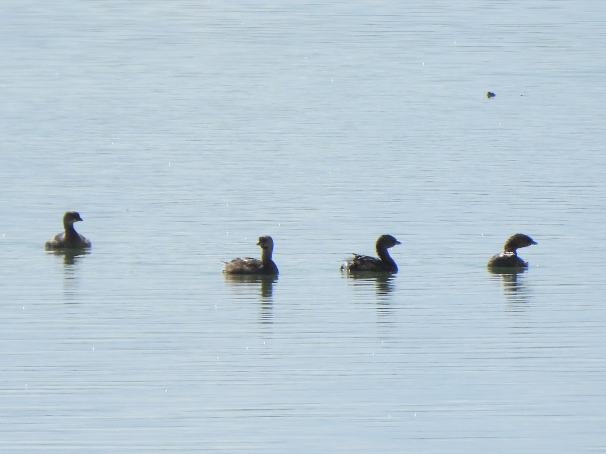 Pied-billed Grebe - ML643166814