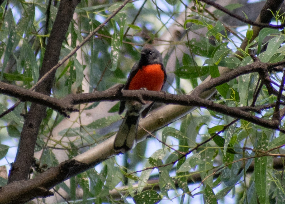 Slate-throated Redstart - ML643166823