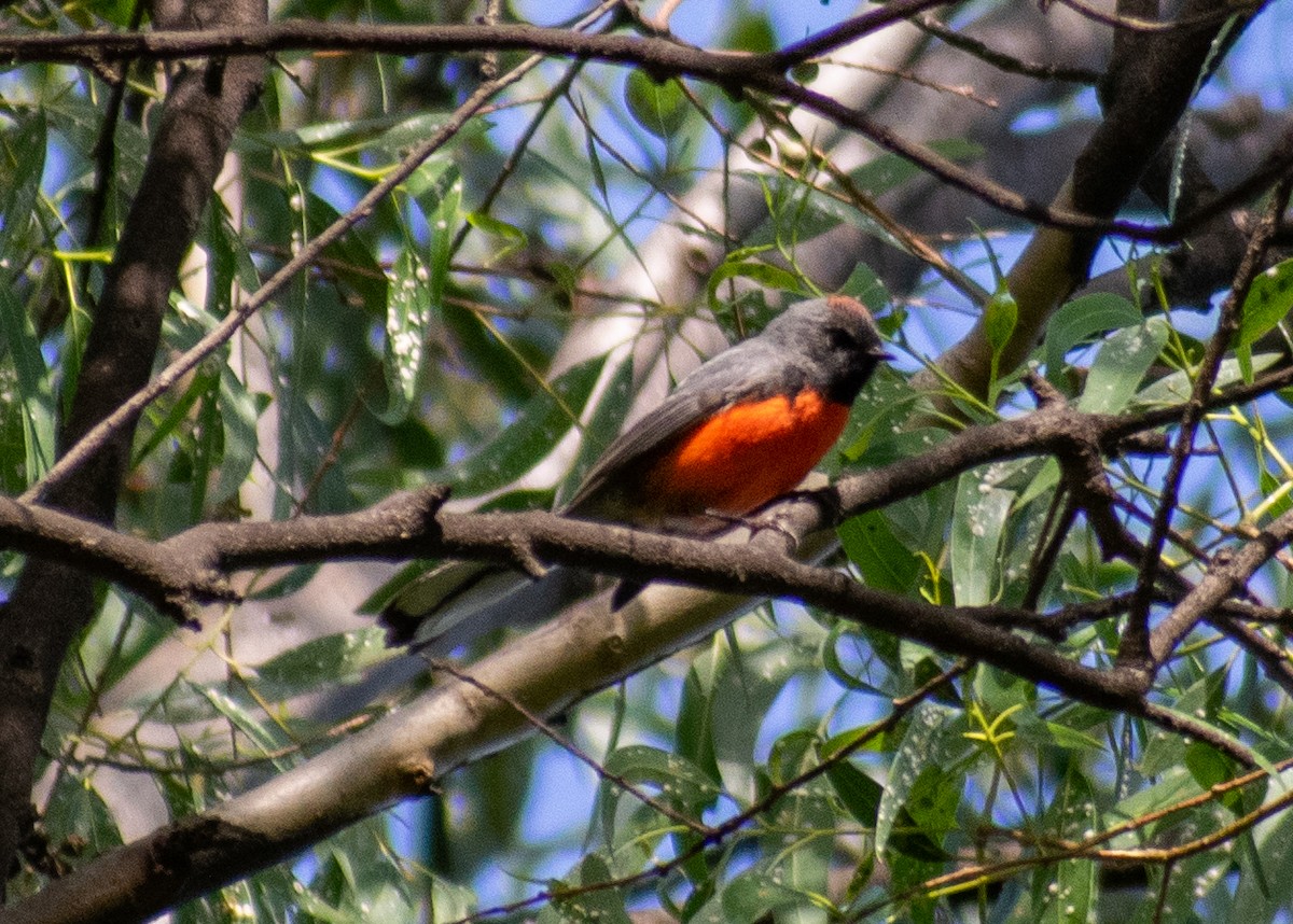 Slate-throated Redstart - ML643166824