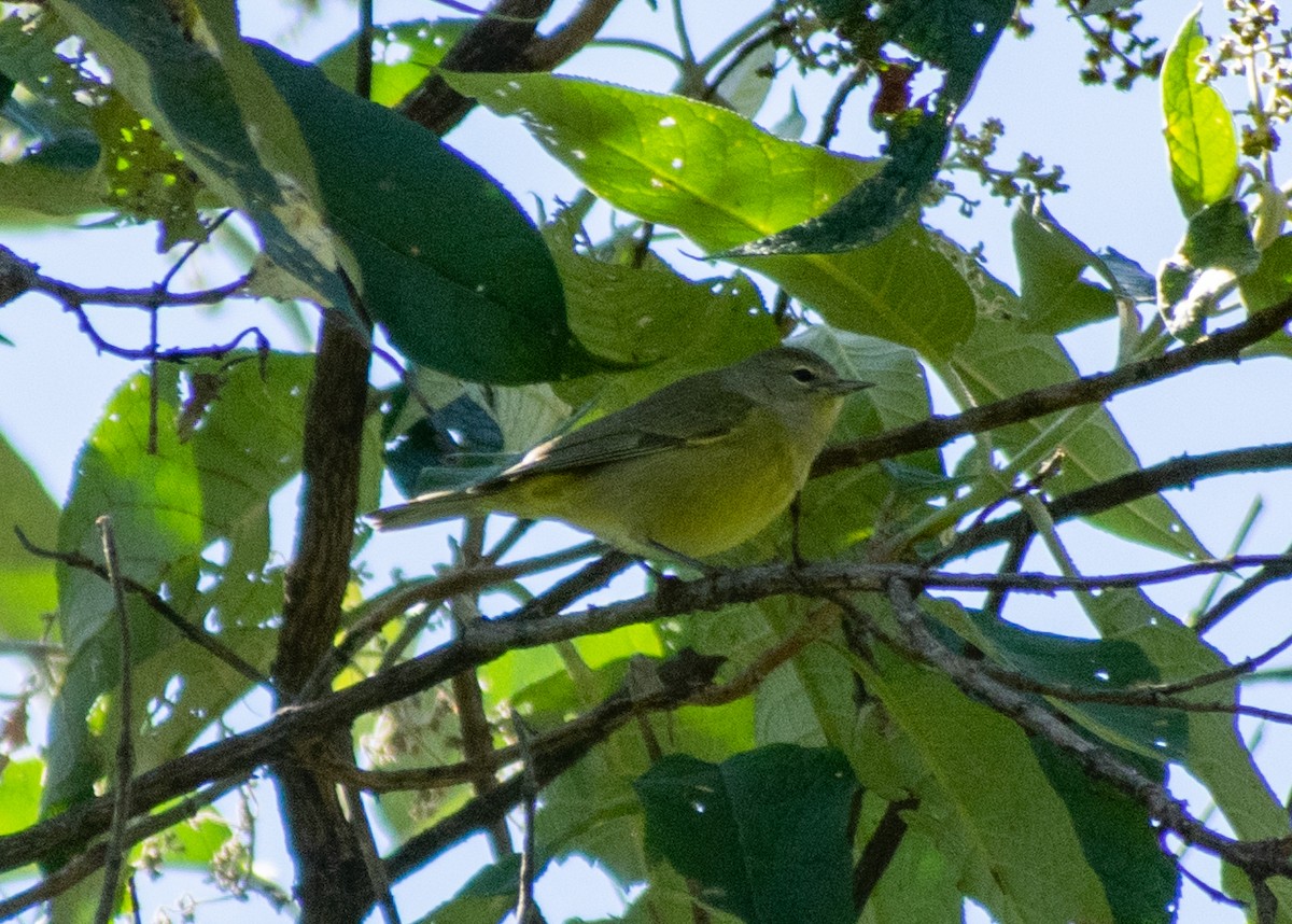 Orange-crowned Warbler - ML643166831
