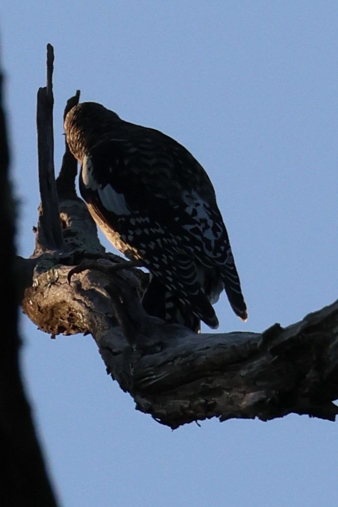 Yellow-bellied Sapsucker - ML643166857