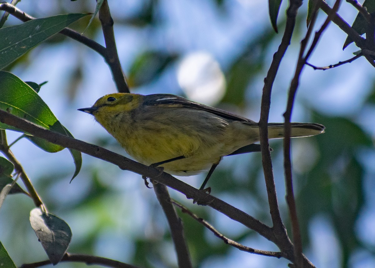 Hermit Warbler - ML643166863