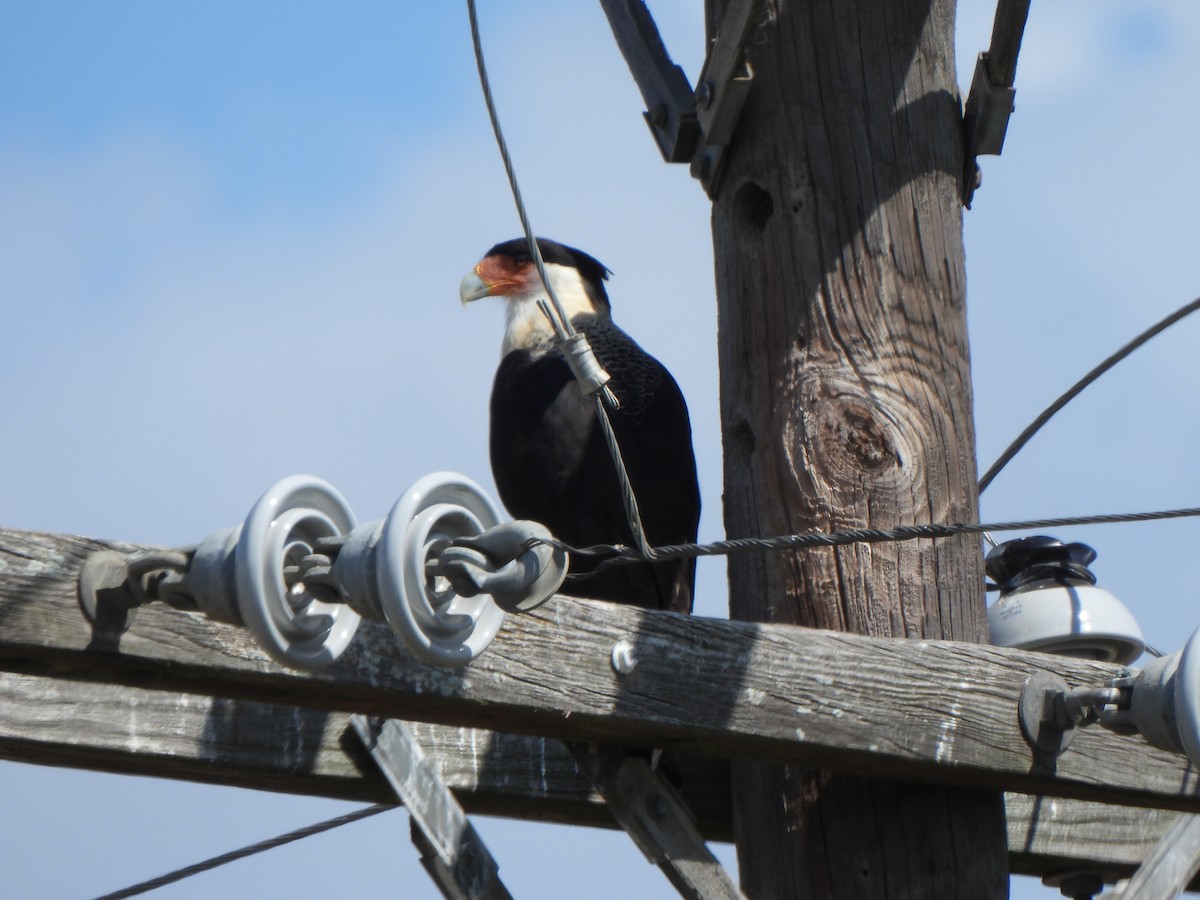 Crested Caracara (Northern) - ML643166874