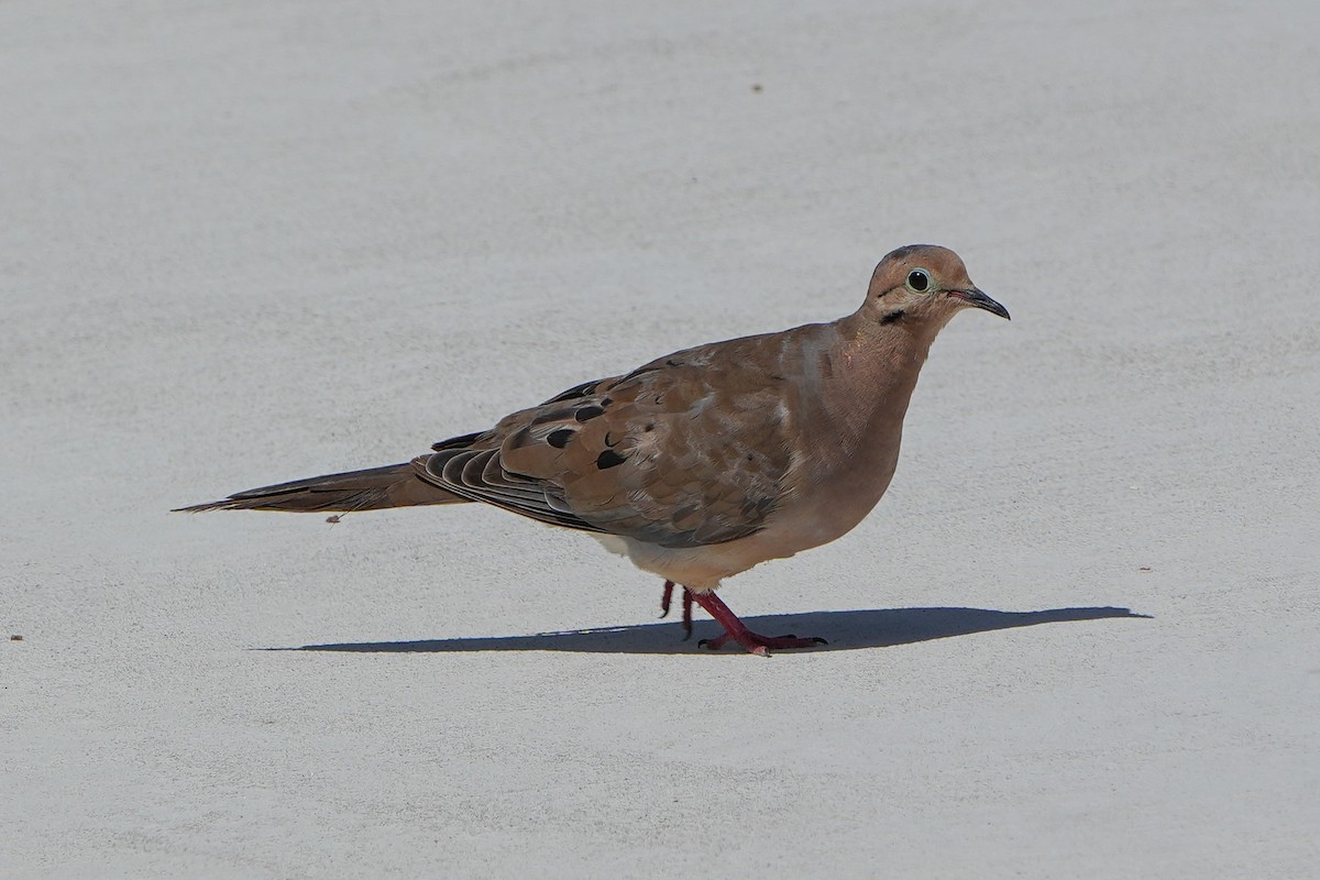 Mourning Dove - ML643166877