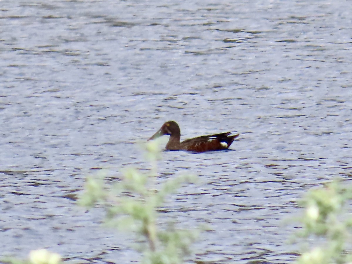 Australasian Shoveler - ML643166879