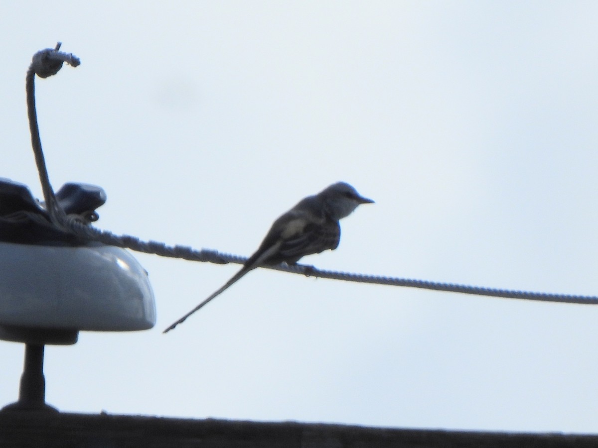 Scissor-tailed Flycatcher - ML643166880