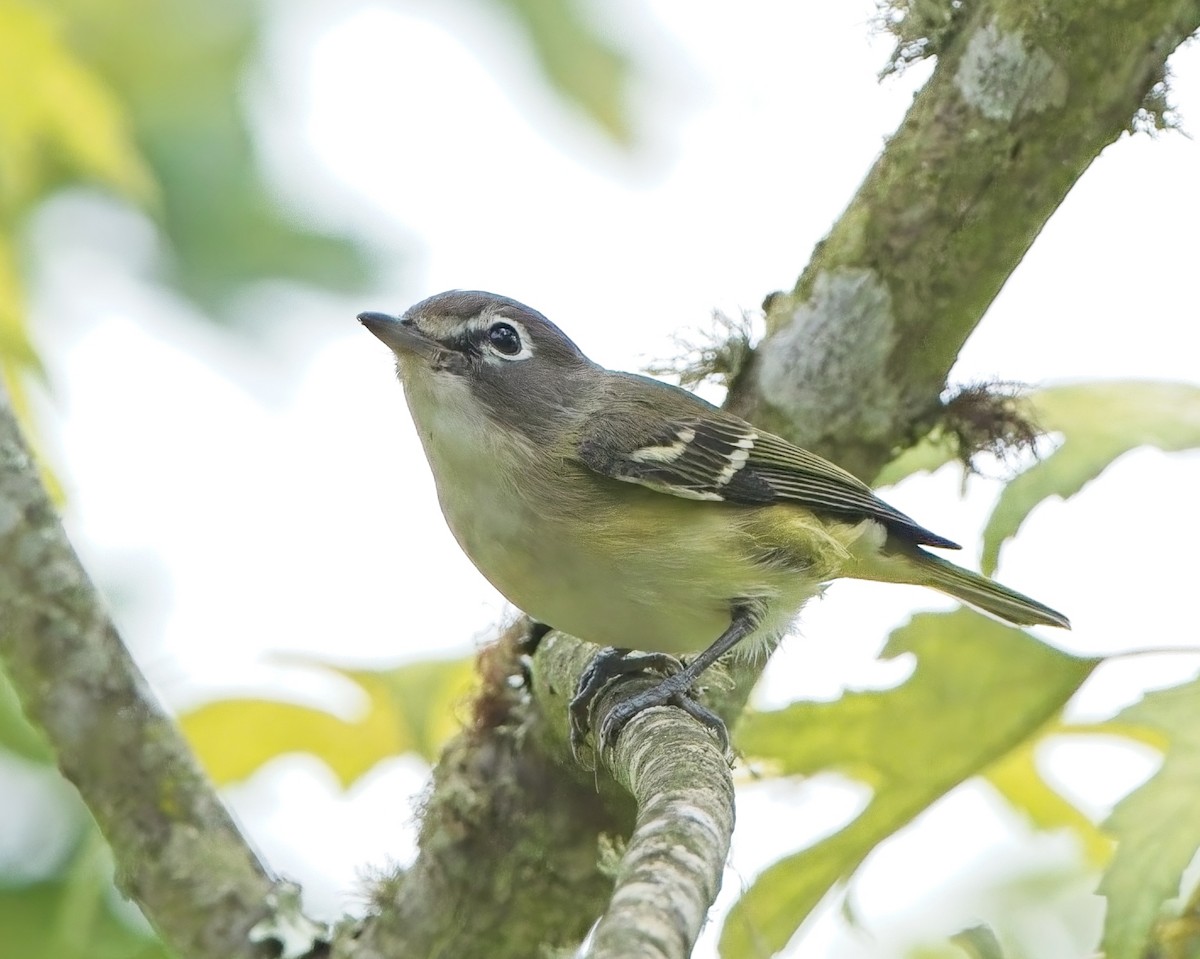 Blue-headed Vireo - ML643166913