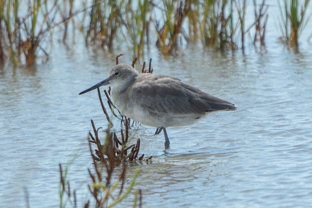 Willet - ML643166924