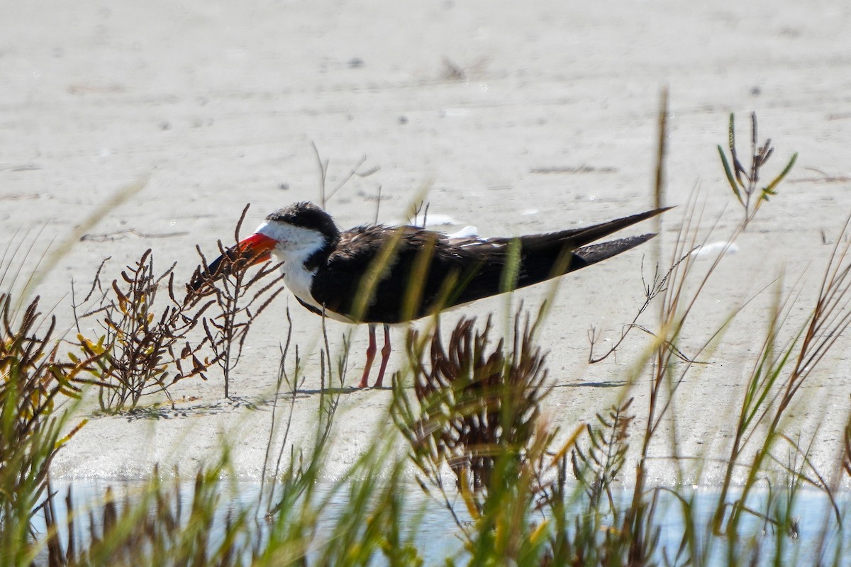 Black Skimmer - ML643166926