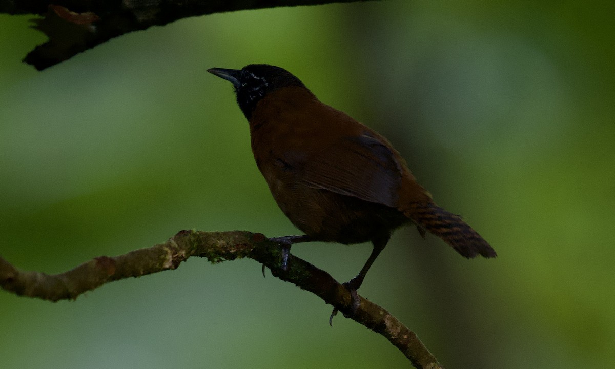 Sooty-headed Wren - ML643166933