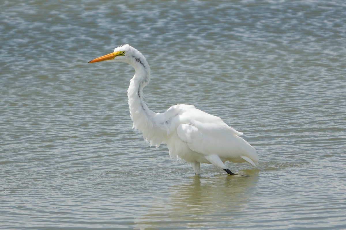 Great Egret - ML643166935