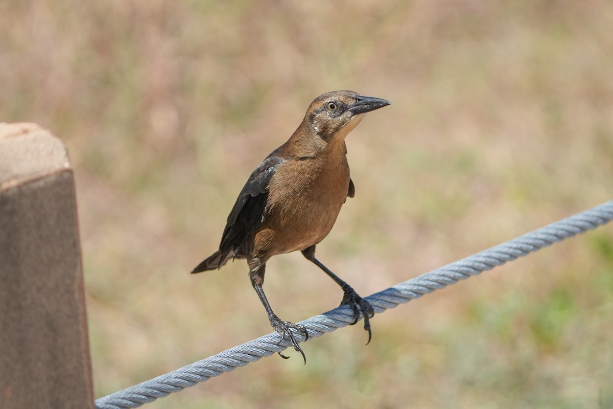 Great-tailed Grackle - ML643166944
