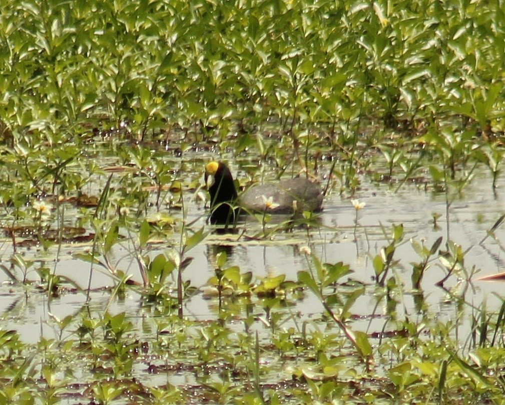 White-winged Coot - ML643166953
