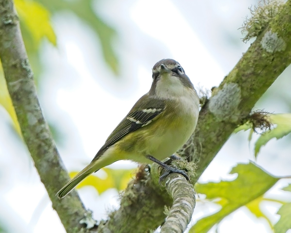Blue-headed Vireo - ML643166969