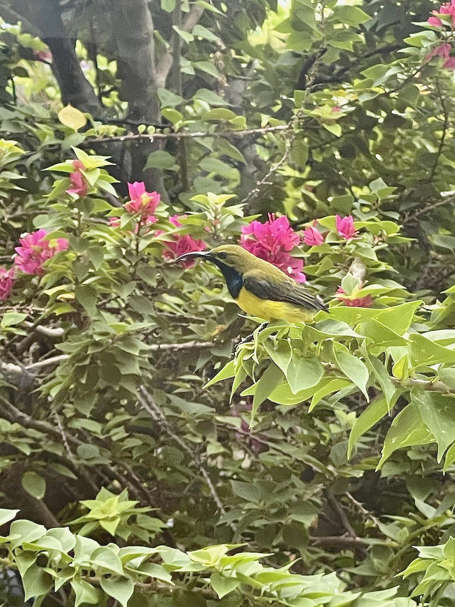 Sahul Sunbird - ML643166999